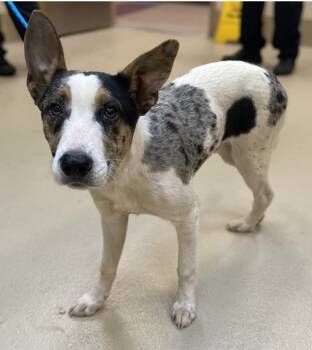 Rescue Australian Cattle Dog Blue Heeler and Australian Shepherd Dogs for Adoption in Douglasville, Georgia - Clayton/Little Guy Now Pogo | PetCurious