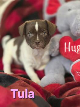 Shih Tzu and Jack Russell Terrier Dogs Available for Adoption - Tula  | PetCurious
