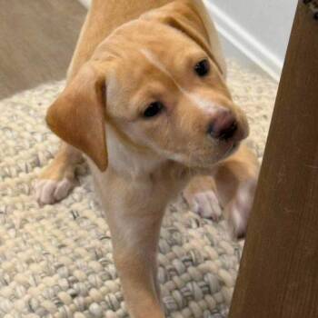 Lilly -  Yellow Labrador Retriever and Golden Retriever Dog for Adoption in Sanford, North Carolina - Lilly | PetCurious