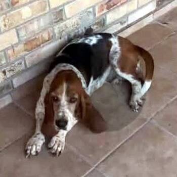 SARAH -  Basset Hound Dog for Adoption in Hamilton, New Jersey - SARAH | PetCurious