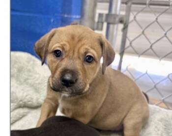 Australian Kelpie Dogs Available for Adoption - Jwoww | PetCurious