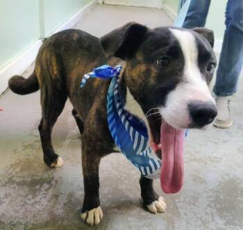 Australian Shepherd Dogs Available for Adoption - Richard | PetCurious