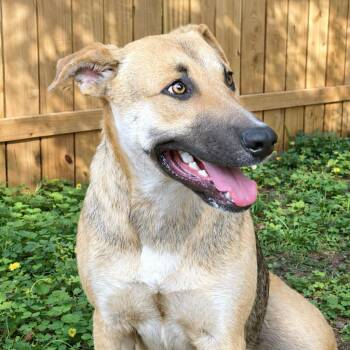 Shepherd Dogs Available for Adoption in Boerne, Texas - Bramble | PetCurious