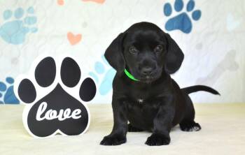 Spaniel Dogs Available for Adoption in Willingboro, New Jersey - Jamy | PetCurious