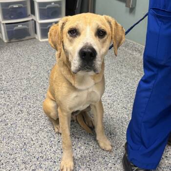 Rescue Yellow Labrador Retriever Dogs for Adoption in Greenville, South Carolina - Fantastic Tucker | PetCurious
