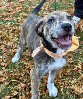 Rescue Mixed Breed Dogs for Adoption in Upper Sandusky, Ohio - Epic | PetCurious
