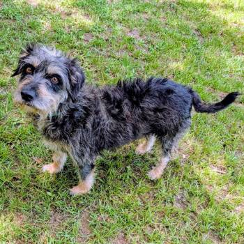 Lala Simone -  Sheep Dog and Mixed Breed Dog for Adoption in Houston, Texas - Lala Simone | PetCurious