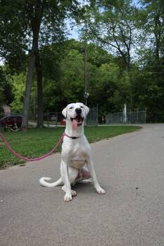 Great Dane Dogs Available for Adoption - Bowie | PetCurious