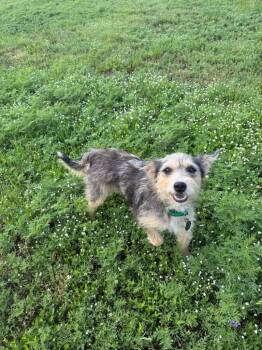 SPONSOR OR FOSTER ME - Foxy -  Terrier Dog for Adoption in Grafton, Wisconsin - SPONSOR OR FOSTER ME - Foxy | PetCurious