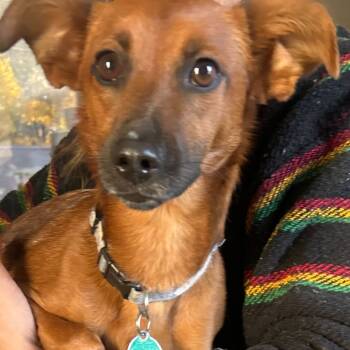 Rescue Mixed Breed Dogs for Adoption in South Riding, Virginia - Daisy | PetCurious