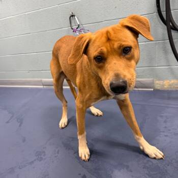 Rescue Mixed Breed Dogs for Adoption in Greensboro, North Carolina - Richie | PetCurious