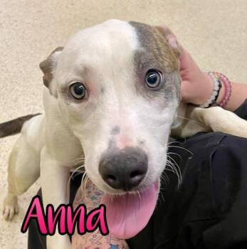 Catahoula Leopard Dog Dogs Available for Adoption - Anna | PetCurious
