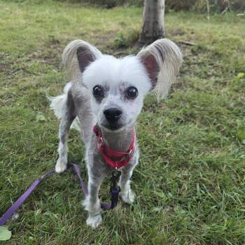 Mikey -  Mixed Breed Dog for Adoption in Oshkosh, Wisconsin - Mikey | PetCurious