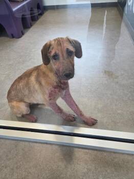 Angel -  Mixed Breed Dog for Adoption in Bossier City, Louisiana - Angel | PetCurious