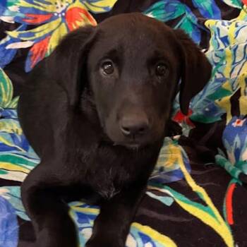 Blake Shelton -  Mixed Breed Dog Available for Adoption in Nantucket, Massachusetts - Blake Shelton | PetCurious
