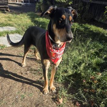 Betsy -  Rottweiler and Mixed Breed Dog for Adoption in Bend, Oregon - Betsy | PetCurious