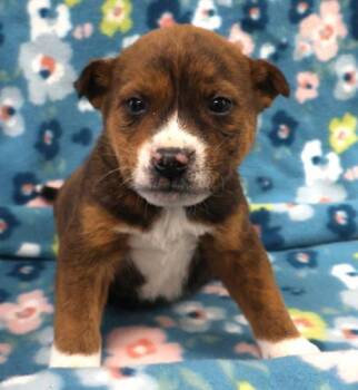 Shepherd Dogs Available for Adoption in Thief River Falls, Minnesota - Meep | PetCurious