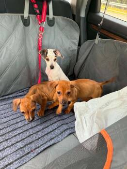 Rosie -  Jack Russell Terrier Dog Available for Adoption in Buford, Georgia - Rosie | PetCurious