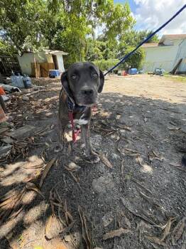 DIAMOND -  Hound and Mixed Breed Dog for Adoption in Doral, Florida - DIAMOND | PetCurious