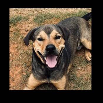 Rottweiler and German Shepherd Dog Dogs Available for Adoption in Cumming, Georgia - Waldo | PetCurious