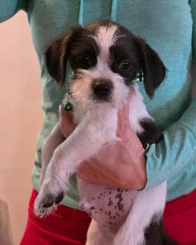 Shih Tzu and Poodle Dogs Available for Adoption in Manvel, Texas - Oreo | PetCurious