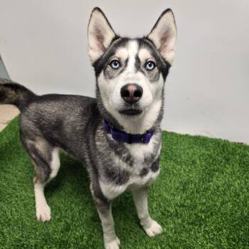 Moon Dancer aka Shadow -  Siberian Husky Dog Available for Adoption in Columbia, Missouri - Moon Dancer Aka Shadow | PetCurious