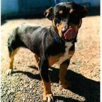 Chihuahua Dogs Available for Adoption in Hawthorne, California - Monica | PetCurious