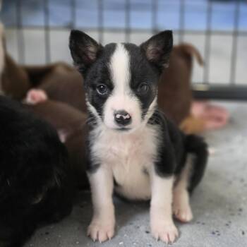 Australian Shepherd and Mixed Breed Dogs Available for Adoption in Blairstown, New Jersey - Wyatt | PetCurious