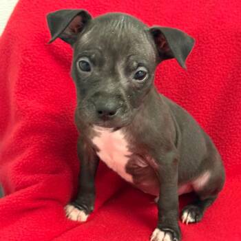 Louie -  Pit Bull Terrier and Mixed Breed Dog for Adoption in St. Peters, Missouri - Louie | PetCurious
