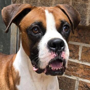 Rusty - Need Foster -  Boxer Dog for Adoption in Middlesex, New Jersey - Rusty - Need Foster | PetCurious