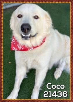 COCO (also see CHACEY) -  Great Pyrenees Dog for Adoption in Marietta, Georgia - COCO (also See CHACEY) | PetCurious