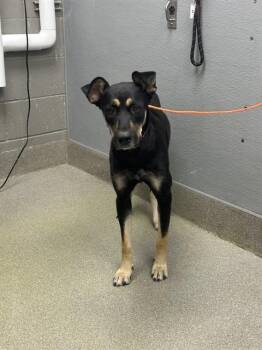 Rescue German Shepherd Dog and Mixed Breed Dogs for Adoption in Las Vegas, Nevada - JOLLY | PetCurious