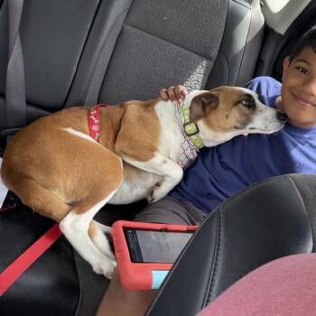 Jack Russell Terrier and Mixed Breed Dogs Available for Adoption in Alabaster, Alabama - Ophelia | PetCurious