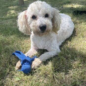 Teddi -  Poodle Dog for Adoption in Foley, Alabama - Teddi | PetCurious