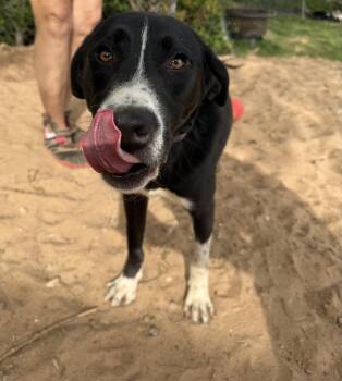 Rescue Black Labrador Retriever and Border Collie Dogs for Adoption in Oklahoma City, Oklahoma - Blake Richard | PetCurious