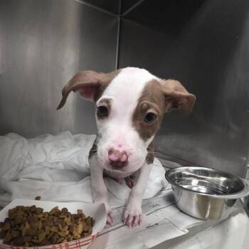 ANIMAL -  Pit Bull Terrier and Mixed Breed Dog for Adoption in St. Louis, Missouri - ANIMAL | PetCurious