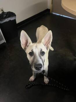 Ari Lennox -  Mixed Breed Dog for Adoption in Memphis, Tennessee - Ari Lennox | PetCurious