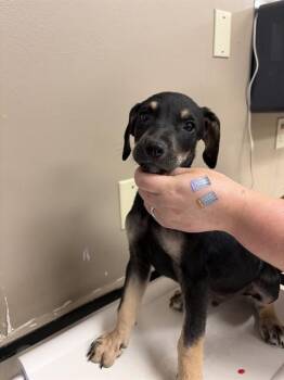 MORPHEUS -  Labrador Retriever Dog for Adoption in Conroe, Texas - MORPHEUS | PetCurious
