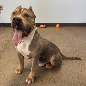 Mixed Breed Dogs Available for Adoption in Mishawaka, Indiana - Knucklehead | PetCurious