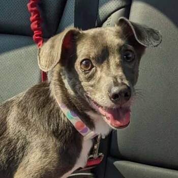 Otter -  Chihuahua Dog for Adoption in Normal, Illinois - Otter | PetCurious
