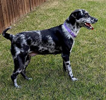 Olivia - Rhode Island -  Catahoula Leopard Dog Dog for Adoption in Princeton, Massachusetts - Olivia - Rhode Island | PetCurious