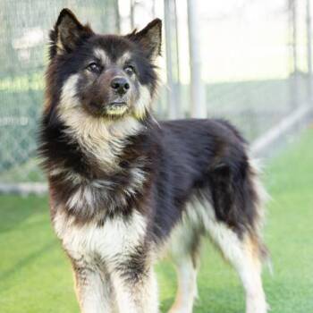 German Shepherd Dog and Siberian Husky Dogs Available for Adoption in Camarillo, California - TOBY | PetCurious