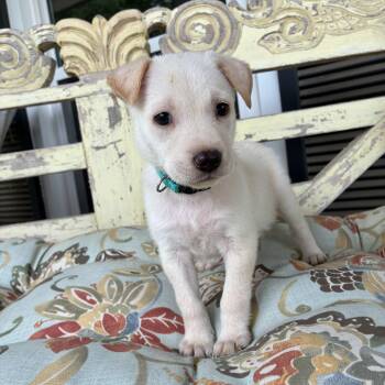 Jack Russell Terrier and Chiweenie Dogs Available for Adoption - Zoey | PetCurious