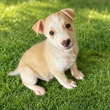 Comet -  Shepherd Dog for Adoption in Houston, Texas - Comet | PetCurious