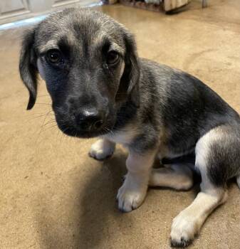 Scooter -  Dachshund Dog for Adoption in Polson, Montana - Scooter | PetCurious