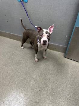 OREO -  Pit Bull Terrier Dog for Adoption in Las Vegas, Nevada - OREO | PetCurious