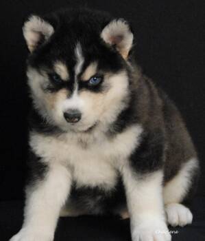 Siberian Husky Dogs Available for Adoption - Everest | PetCurious
