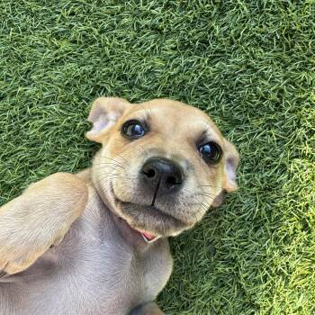 Mixed Breed Dogs Available for Adoption in Las Vegas, Nevada - Tuna | PetCurious