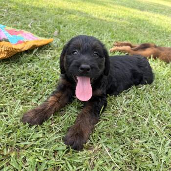 Phoebe -  Goldendoodle and Bernadoodle Dog for Adoption in Warrior, Alabama - Phoebe | PetCurious