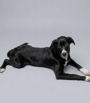 Marlee -  Australian Shepherd and Black Labrador Retriever Dog for Adoption in Holly Springs, North Carolina - Marlee | PetCurious